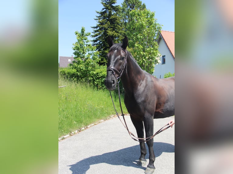 Schlesier Wallach 6 Jahre 165 cm Rappe in Landshut