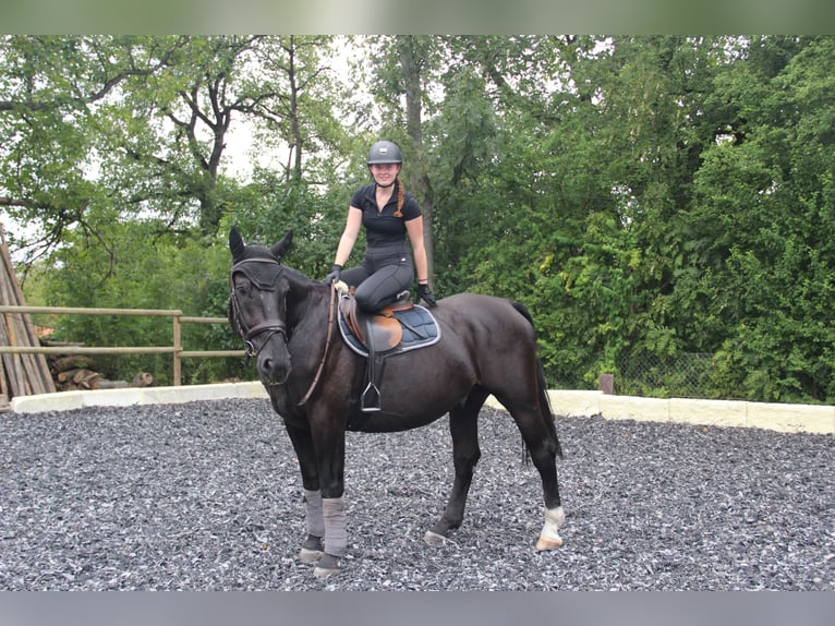 Schlesier Wallach 6 Jahre 165 cm Rappe in Landshut