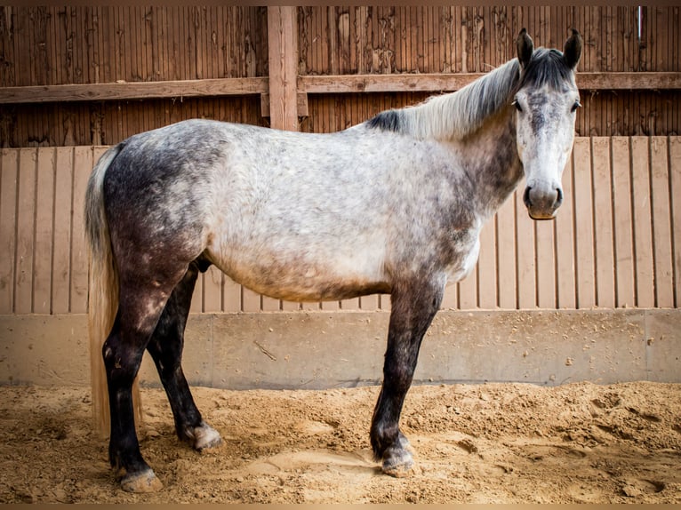Schlesier Wallach 7 Jahre 162 cm Schimmel in Mechernich