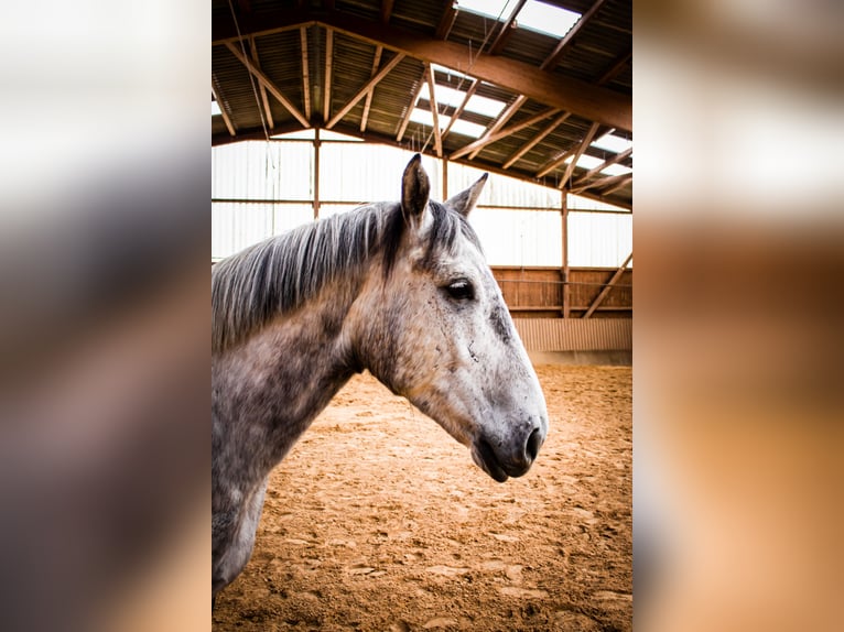 Schlesier Wallach 7 Jahre 162 cm Schimmel in Mechernich