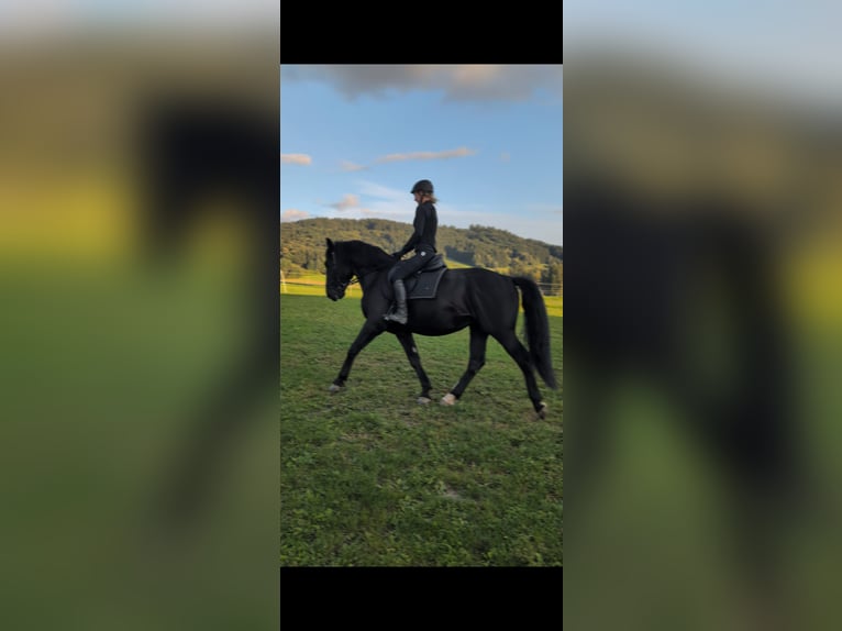 Schlesier Wallach 7 Jahre 163 cm in Zwiesel