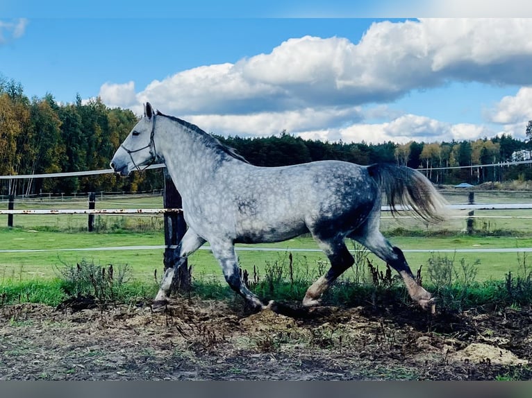 Schlesier Wallach 7 Jahre 167 cm Apfelschimmel in Zdzierczyzna