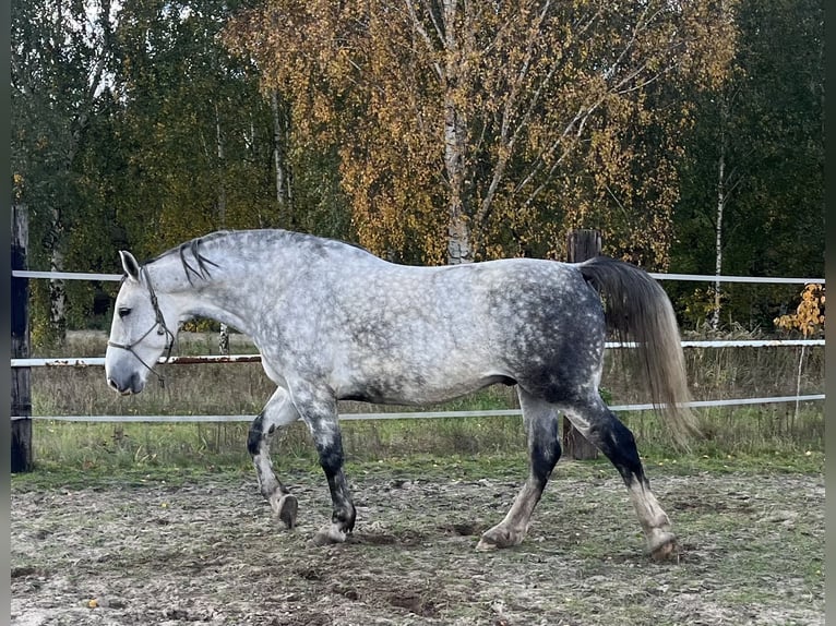 Schlesier Wallach 7 Jahre 167 cm Apfelschimmel in Zdzierczyzna
