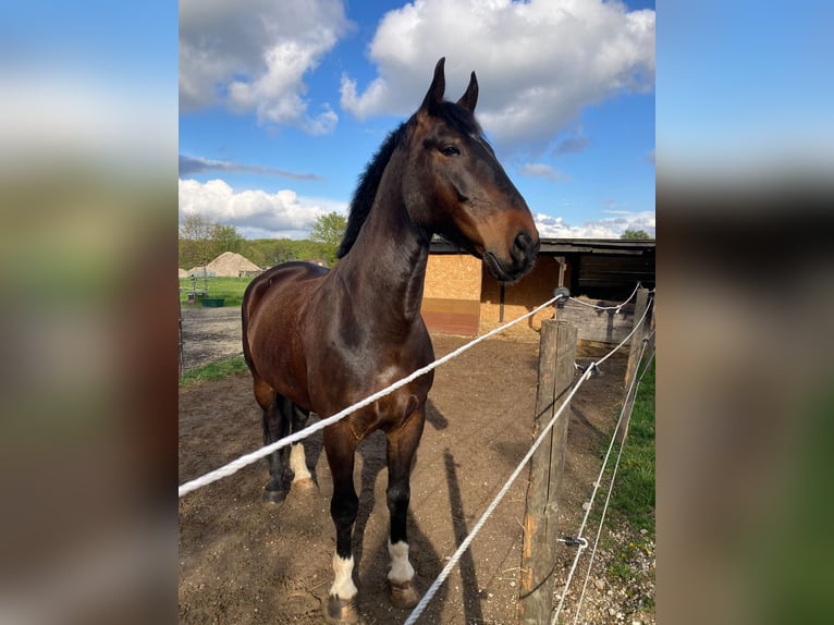 Schlesier Wallach 7 Jahre 167 cm Brauner in Sinzig