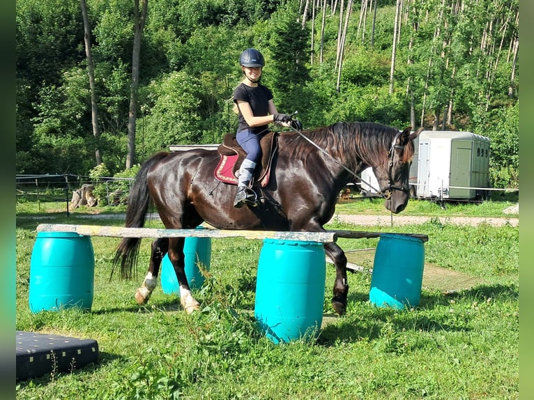 Schlesier Wallach 7 Jahre 167 cm Rappe in Bayerbach