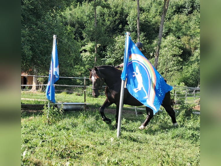 Schlesier Wallach 7 Jahre 167 cm Rappe in Bayerbach