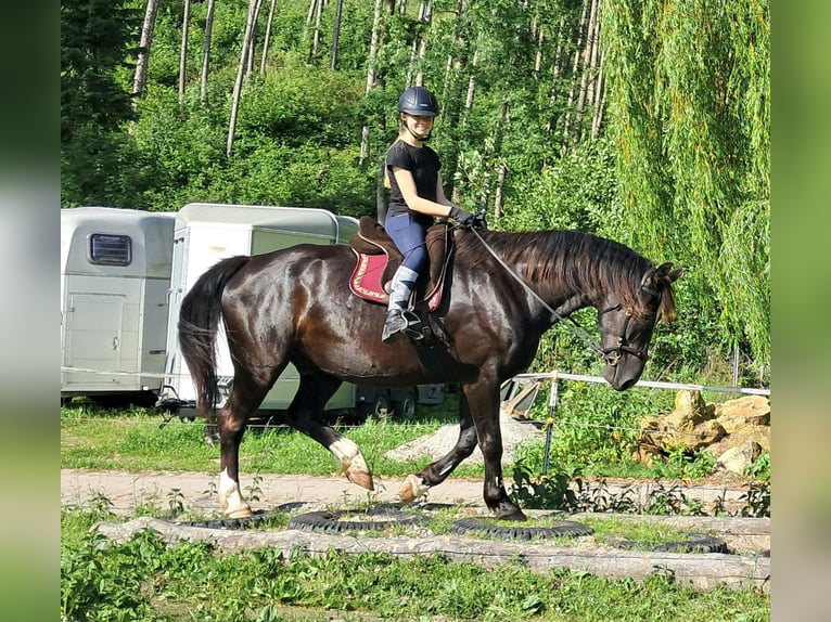 Schlesier Wallach 7 Jahre 167 cm Rappe in Bayerbach