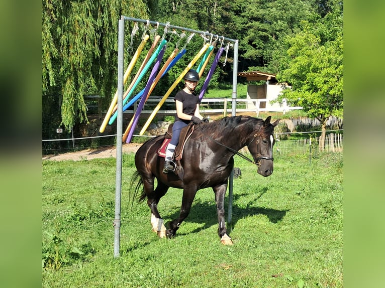 Schlesier Wallach 7 Jahre 167 cm Rappe in Bayerbach