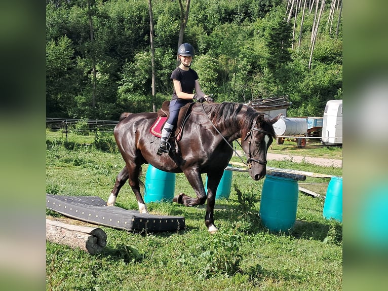 Schlesier Wallach 7 Jahre 167 cm Rappe in Bayerbach
