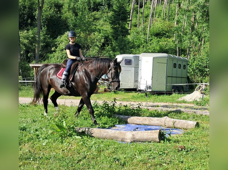 Schlesier Wallach 7 Jahre 167 cm Rappe in Bayerbach