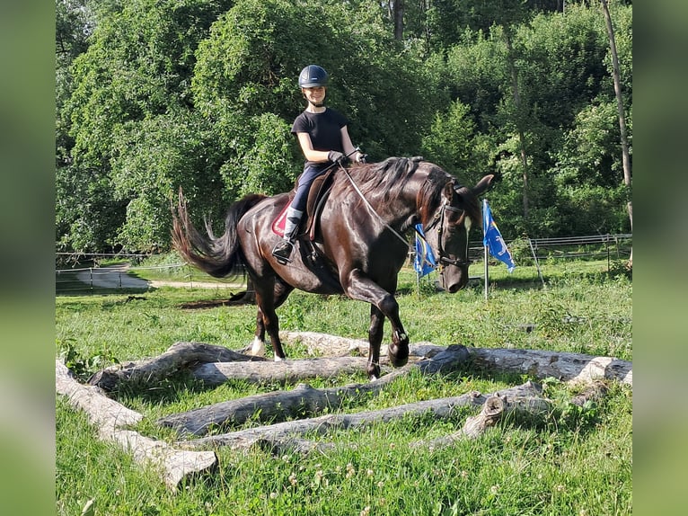 Schlesier Wallach 7 Jahre 167 cm Rappe in Bayerbach