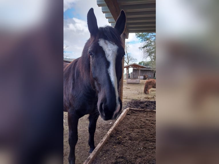 Schlesier Wallach 7 Jahre 168 cm Rappe in Asbach(Westerwald)