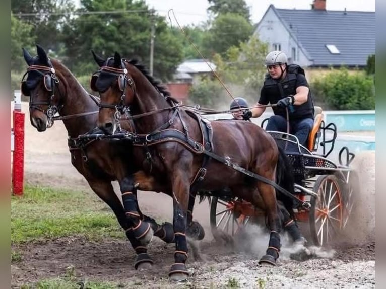 Schlesier Wallach 7 Jahre 169 cm Rotbrauner in Puste Łąki