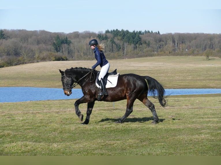 Schlesier Wallach 8 Jahre 165 cm  in Ganschow