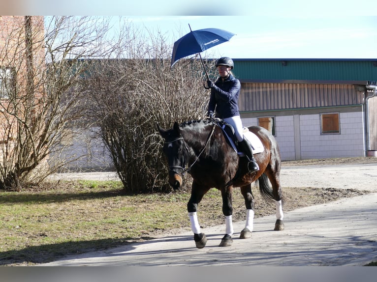 Schlesier Wallach 8 Jahre 165 cm  in Ganschow