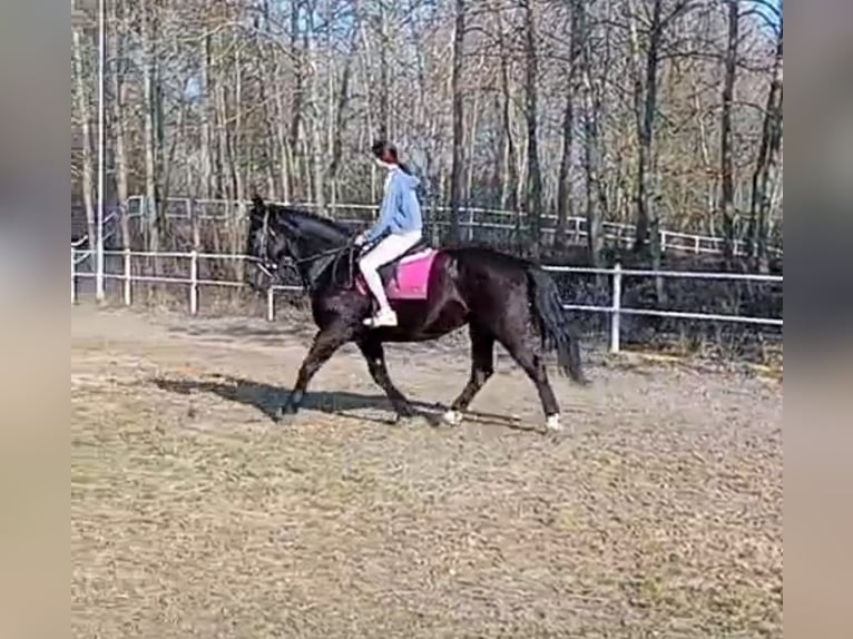 Schlesier Wallach 8 Jahre 165 cm Rappe in Bukowiec Górny