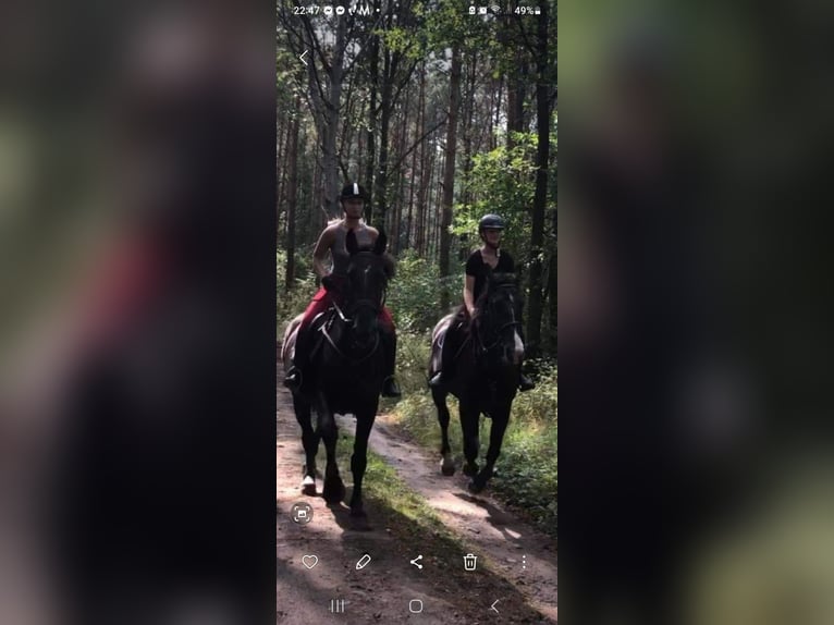 Schlesier Wallach 8 Jahre 165 cm Rappe in Bukowiec Górny
