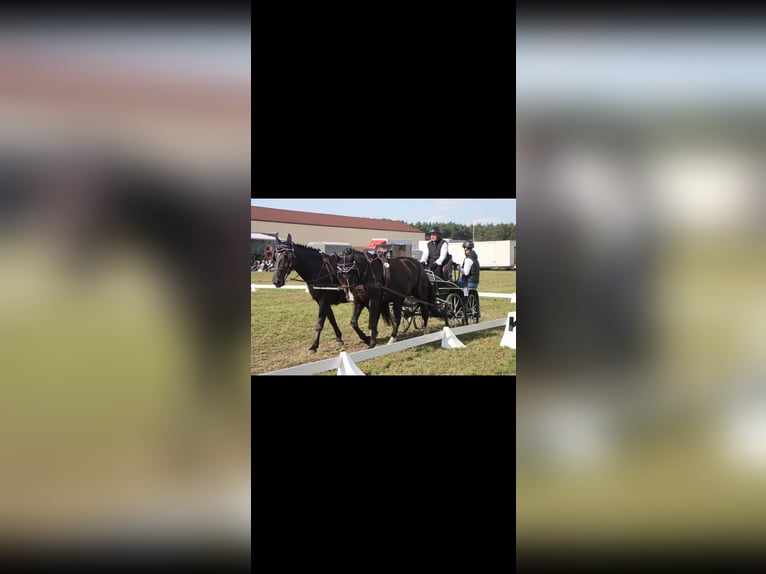 Schlesier Wallach 8 Jahre 165 cm Rappe in Bukowiec Górny