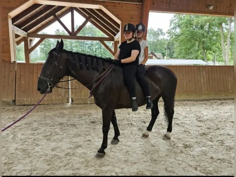 Schlesier Wallach 8 Jahre 165 cm Rappe in Bukowiec Górny