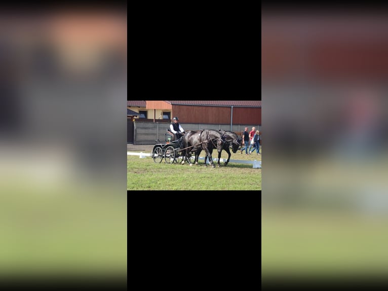 Schlesier Wallach 8 Jahre 165 cm Rappe in Bukowiec Górny
