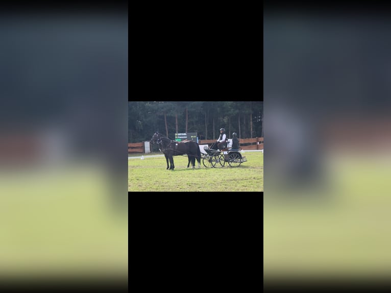 Schlesier Wallach 8 Jahre 165 cm Rappe in Bukowiec Górny