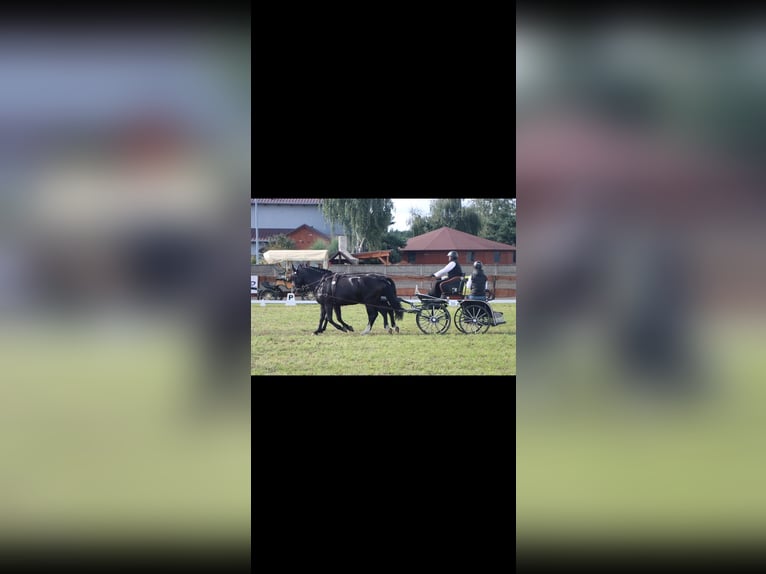 Schlesier Wallach 8 Jahre 165 cm Rappe in Bukowiec Górny
