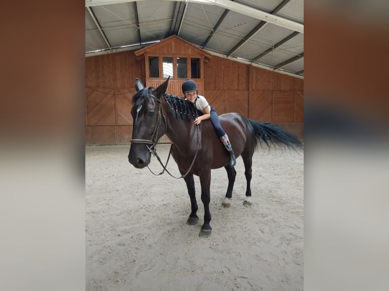 Schlesier Wallach 8 Jahre 165 cm Rappe in Bukowiec Górny