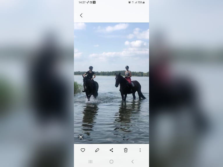 Schlesier Wallach 8 Jahre 165 cm Rappe in Bukowiec Górny