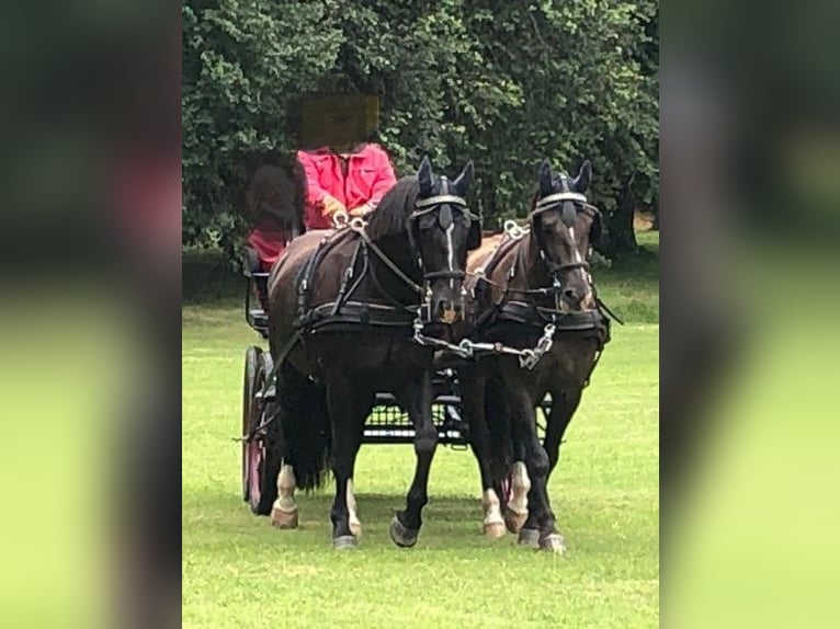 Schlesier Wallach 8 Jahre 167 cm Schwarzbrauner in Crailsheim