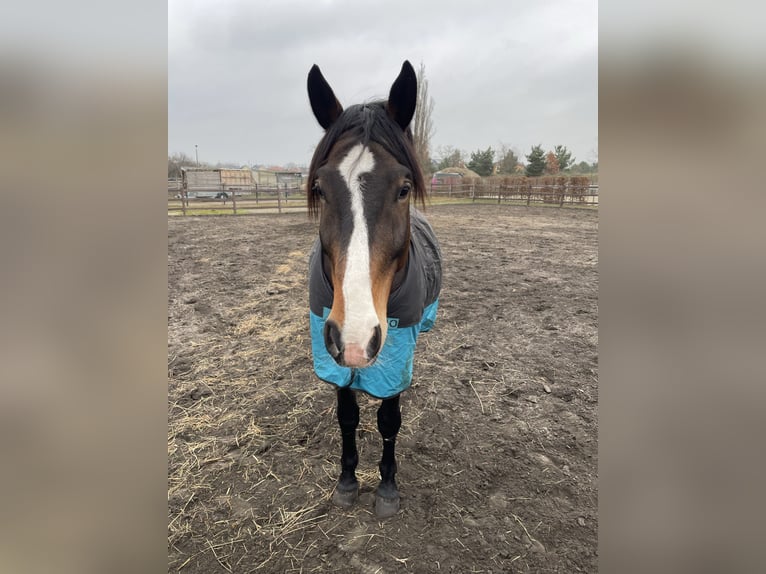Schlesier Mix Wallach 9 Jahre 170 cm Dunkelbrauner in Berlin