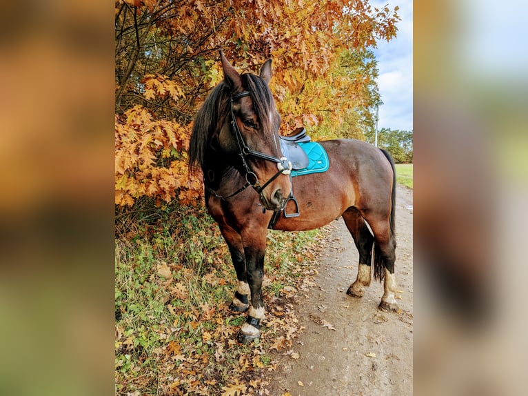 Schlesier Wallach 9 Jahre 180 cm Brauner in Cottbus
