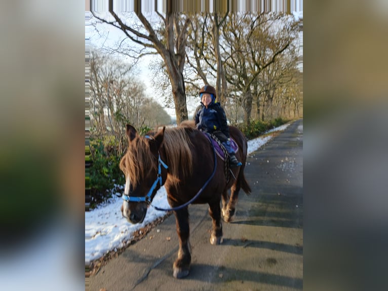 Schleswig a sangue freddo Giumenta 14 Anni 153 cm Sauro in Bunsoh