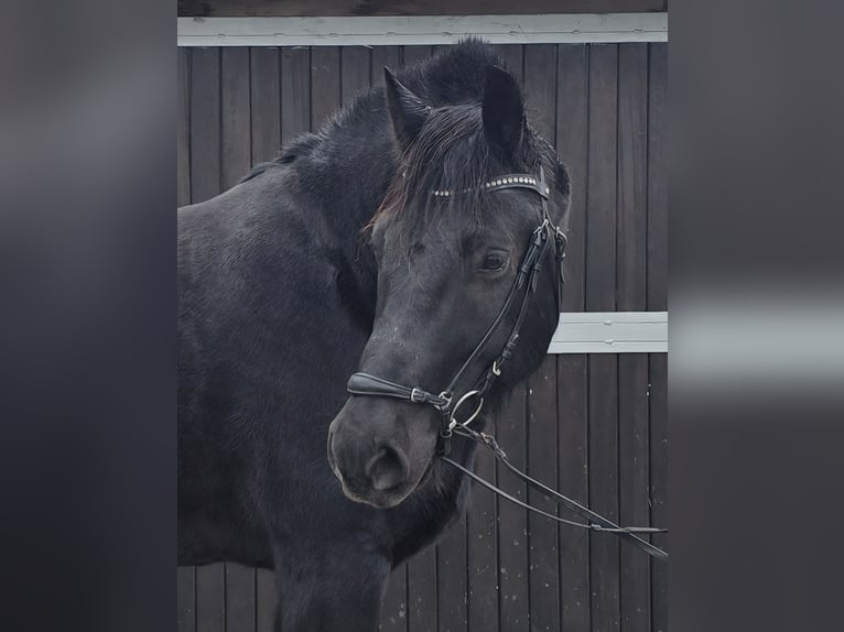 Schleswig Castrone 10 Anni 165 cm Morello in M&#xFC;lheim an der Ruhr