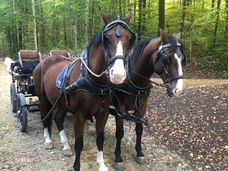 Schleswig Castrone 12 Anni 170 cm Baio in Olsberg