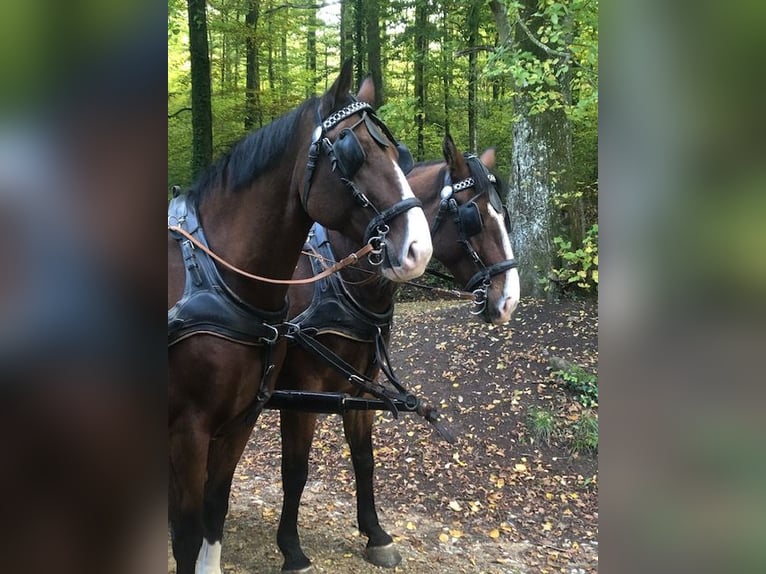 Schleswig Castrone 12 Anni 170 cm Baio in Olsberg