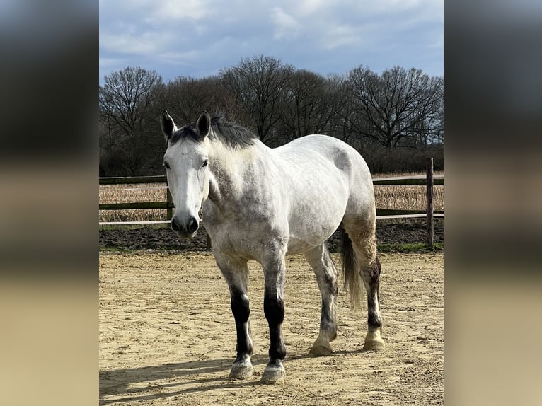 Schleswig Castrone 12 Anni 173 cm Grigio pezzato in Senden