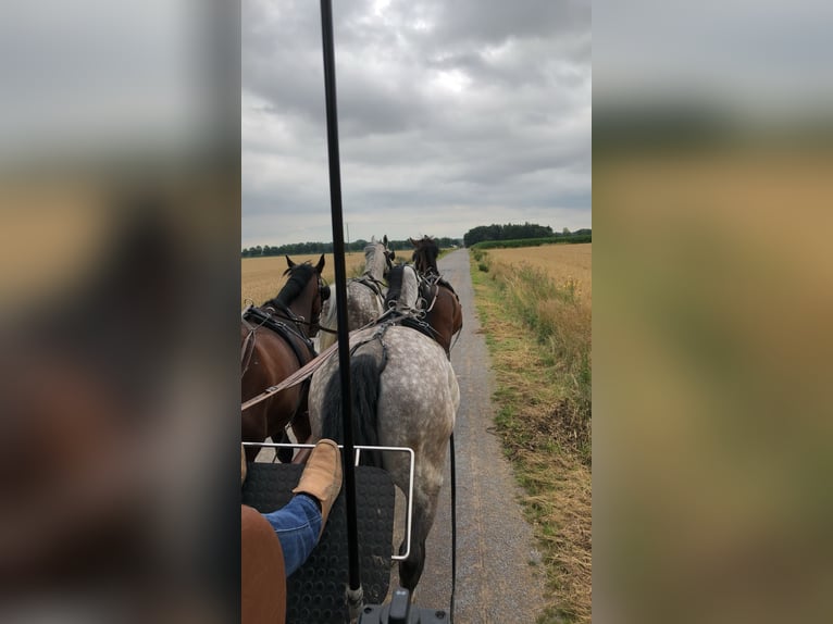 Schleswig Castrone 12 Anni 173 cm Grigio pezzato in Senden