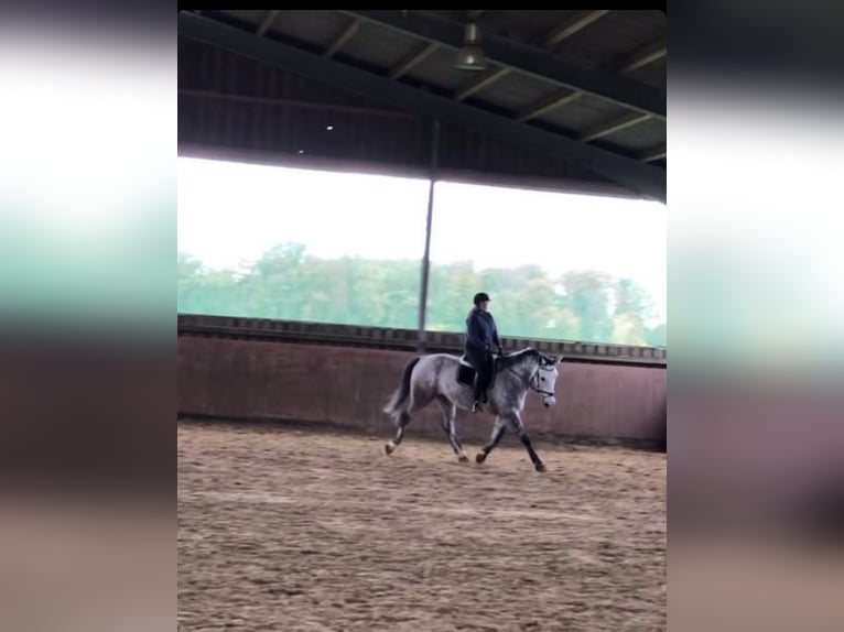 Schleswig Castrone 12 Anni 173 cm Grigio pezzato in Senden