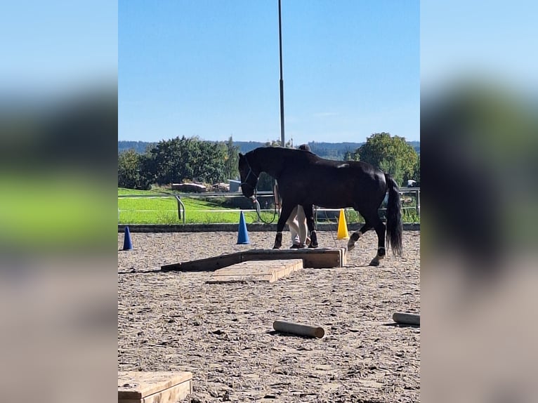 Schleswig Castrone 14 Anni 165 cm Baio nero in Gablingen