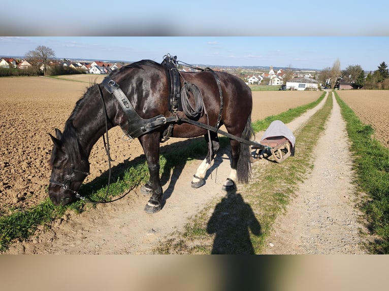 Schleswig Castrone 14 Anni 165 cm Baio nero in Gablingen