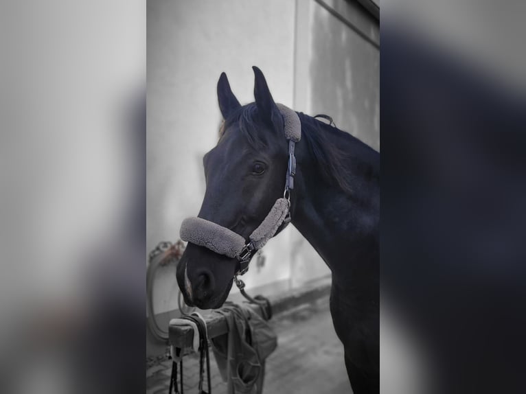 Schleswig Castrone 14 Anni 165 cm Baio nero in Gablingen