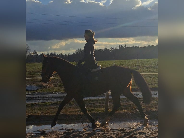 Schleswig Mix Castrone 3 Anni 160 cm Baio in Wiesengrund