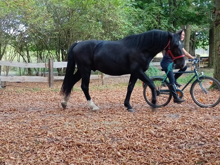 Schleswig Castrone 3 Anni 160 cm Morello in Leszno Dolne