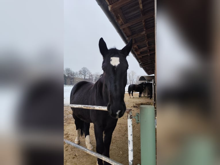 Schleswig Castrone 3 Anni 162 cm Morello in Rutha