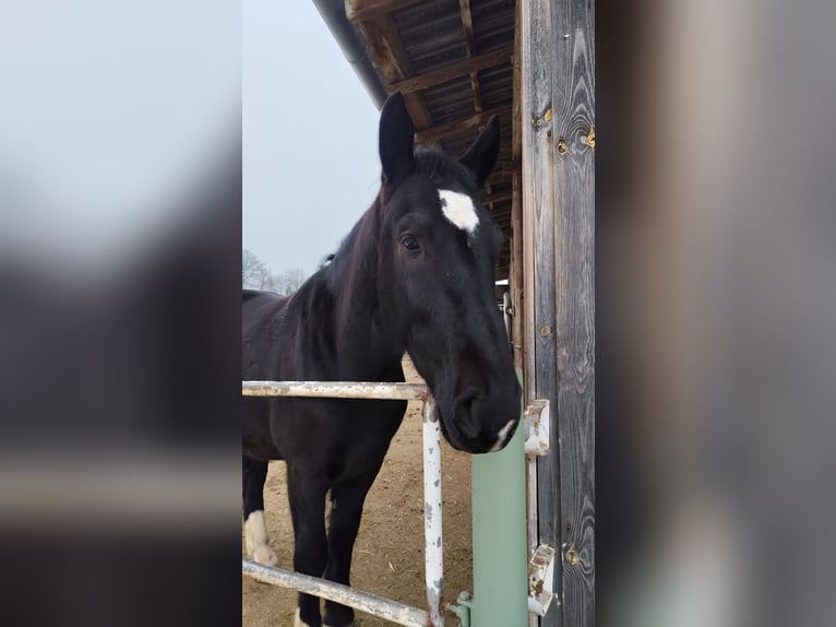 Schleswig Castrone 3 Anni 165 cm Morello in Rutha