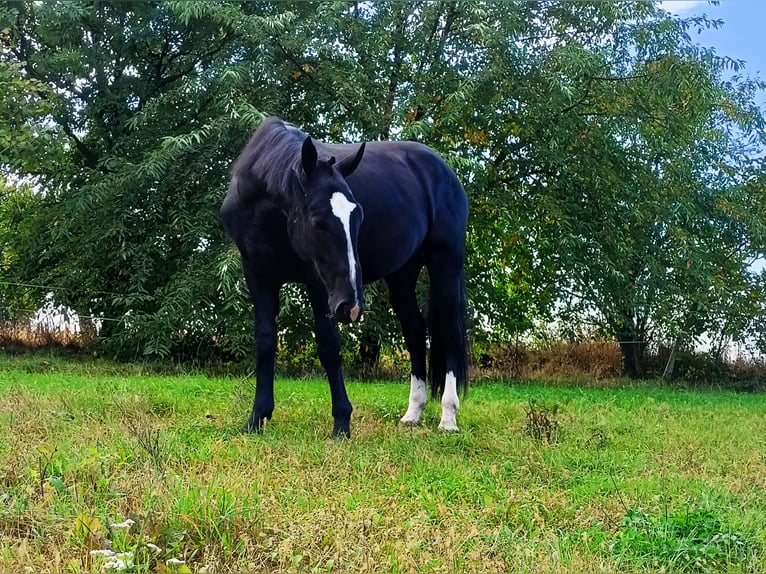 Schleswig Castrone 3 Anni 166 cm Morello in Nowe Smarchowice