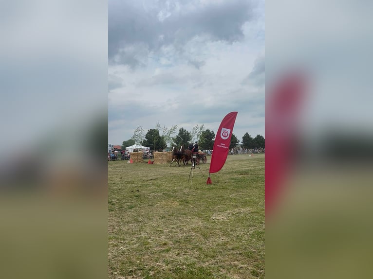 Schleswig Castrone 3 Anni 166 cm Sauro in K&#x119;b&#x142;owo