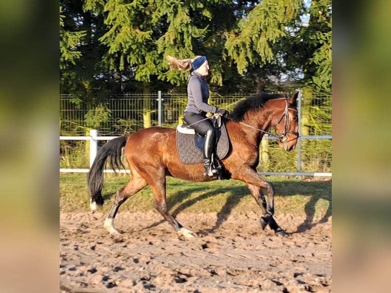 Schleswig Mix Castrone 4 Anni 160 cm Baio in Wiesengrund