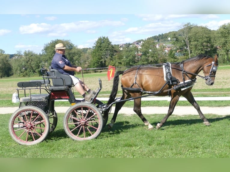 Schleswig Castrone 4 Anni 162 cm Baio in St. Marein bei Graz