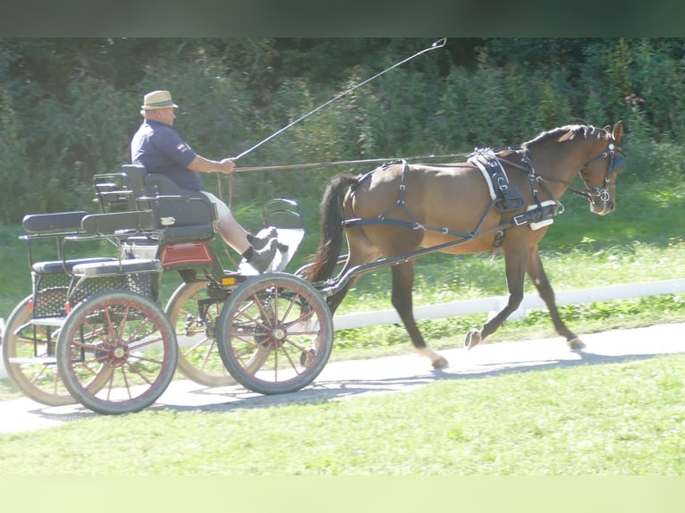 Schleswig Castrone 4 Anni 162 cm Baio in St. Marein bei Graz